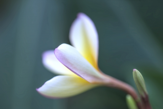 Na Mamo O Ka Wai'Ala O Ka Lani/Tahiti Ori Hereのメイン画像